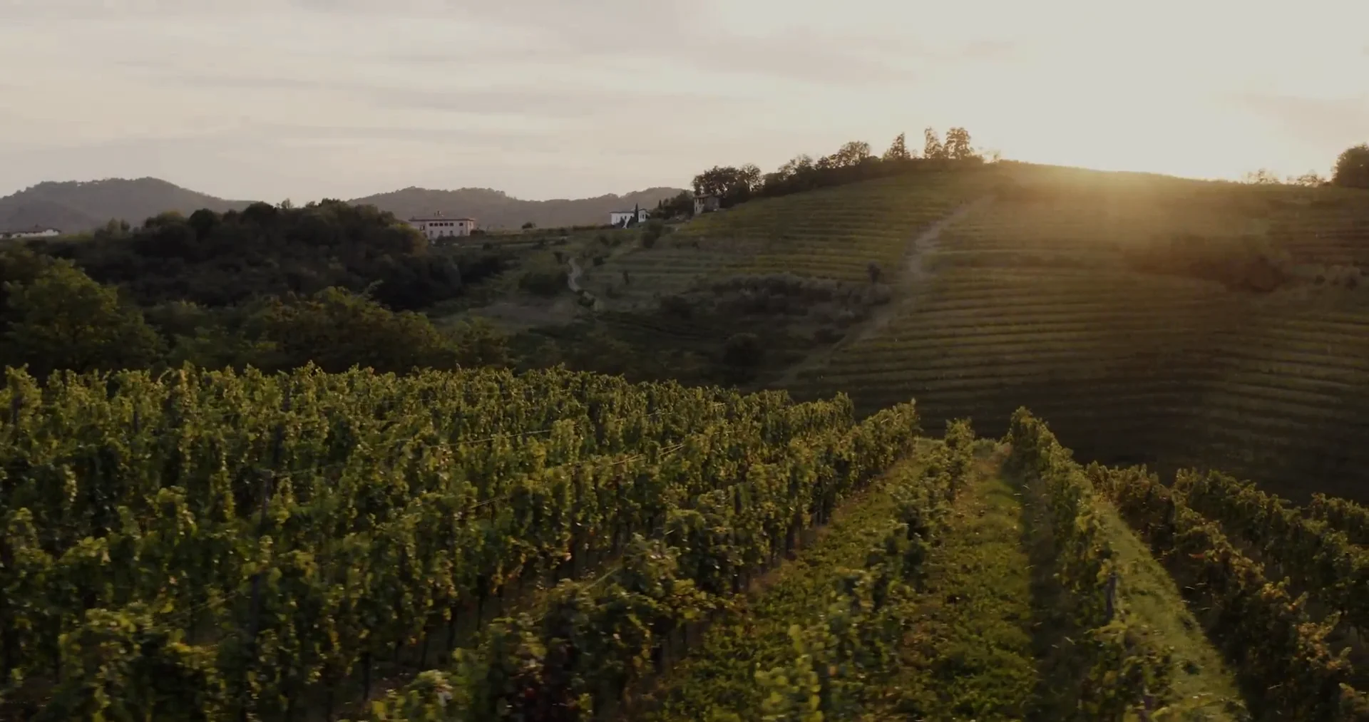 Still from the Uva Cellars story film